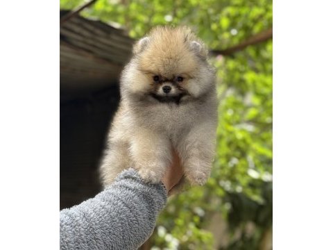 Üst kalite ayıcık surat pomeranian boo