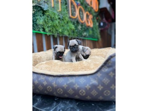 Safkan pug yavrular