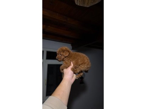 Redbrown toypoodle 