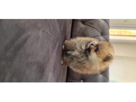Show kalite pomeranian boo