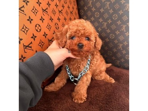 Sevimli toy poodle yavrularımız