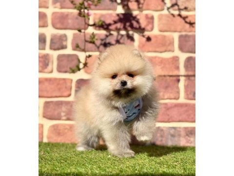 Pomeranian boo çiğli izmir