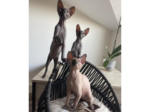 Tüysüz canada sphynx yavru