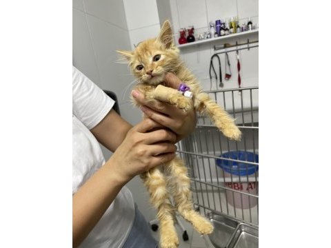 Erkek yavru kedi
