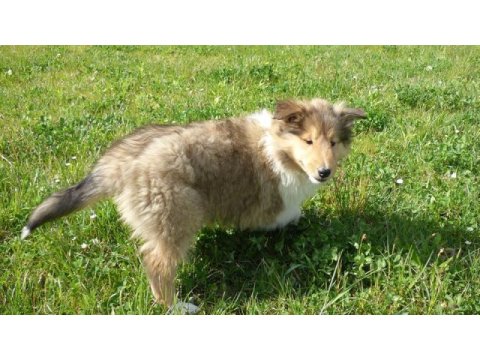 Rough collie ( lessie ) yavruları