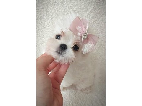 Kore maltese bebekler şecere belgeli