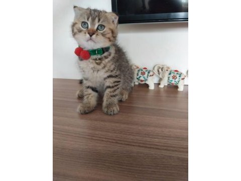 Muhteşem güzellikte scottish fold bebeğimiz