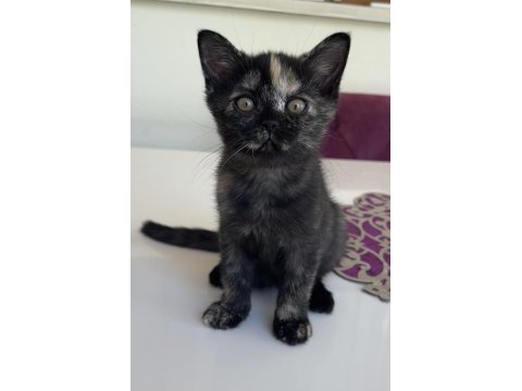 2 aylık yavru british shorthair