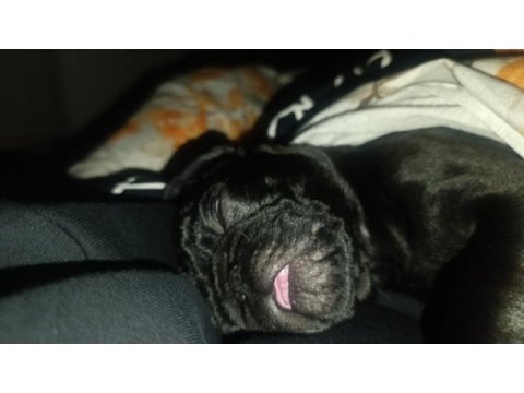 Güzel pug yavru heyecanlı