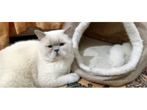 British blue point kedimiz