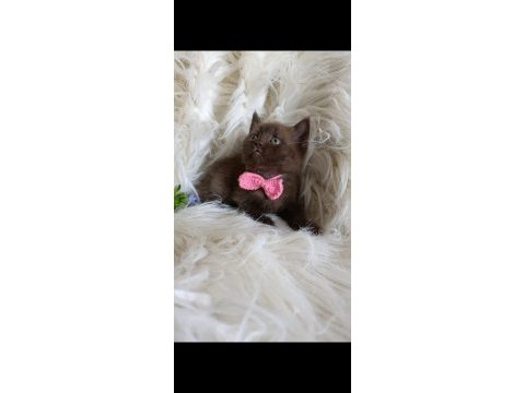 Harika çikolata british shorthair bebekler