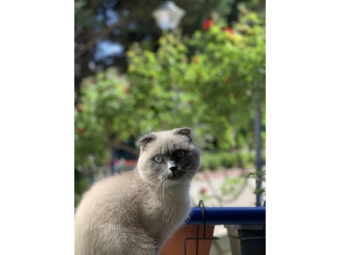 3 yasında scottish fold blue point