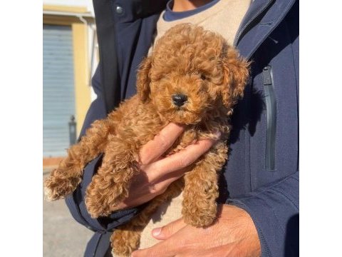Irk garantili toy poodle yavruları