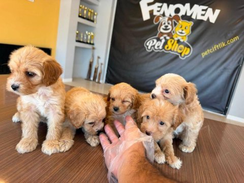 Maltipoo teslimler başladı ankara mağazamızda görün