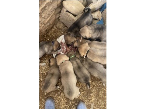 Sahibinden kangal köpeği yavruları