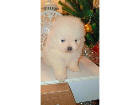 Pomeranian kartopları yeni yuvalarına şans getirmeye hazır