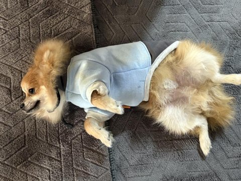 Pomeranian 4 aylık erkek