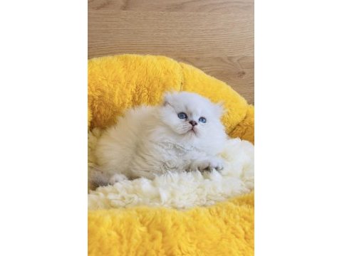 Maviş point british longhair bebeklerim 