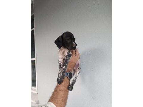 Puanter bebek köpeğimiz