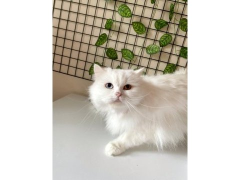 Chinchilla kedimize acil yuva