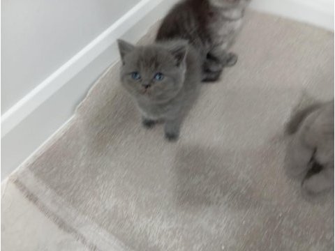 2 aylık british shorthair yavru