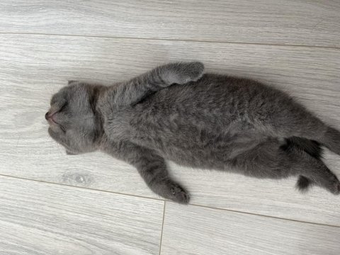 British shorthair erkek
