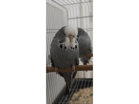 Show jumbo takım yavru muhabbet kuşu
