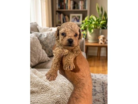 Toy poodle dişi erkek yavrular