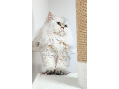 Kedimize takip şartlı iyi bakacak aile