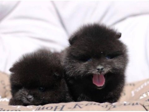 Saf lan pomeranian boo ayi surat