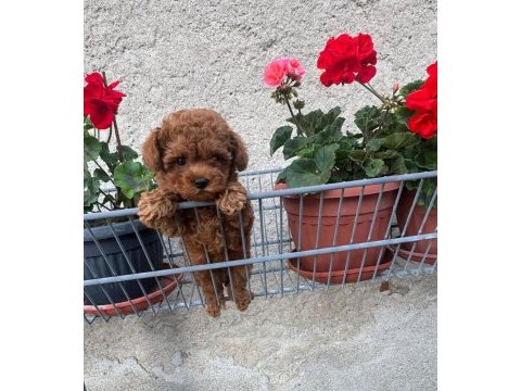 Ruhsatlı köpek çiftlikten toy poodle yavrularımız