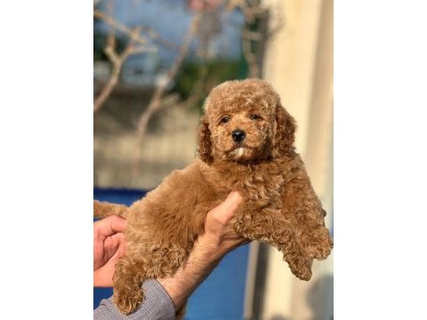 Safkan toy poodle