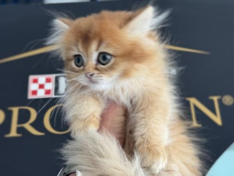 Yasal çiftlikden ziyarete açık golden longhair british