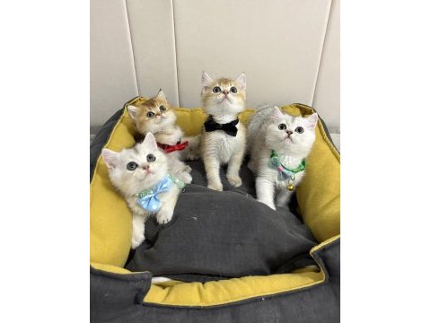 Kaliteli british shorthair bebekler geldi