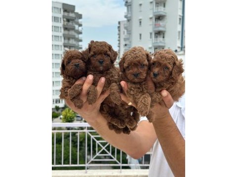 Sağlıklı orjinal poodle