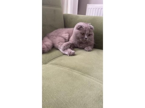 2 yaşında dişi uysal sakin scottish fold