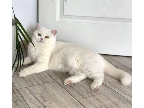 11 aylık british shorthair