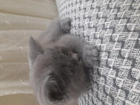 2 aylık erkek british shorthair