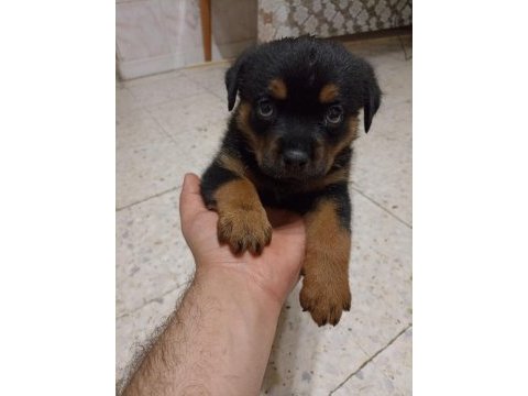 45 günlük rottweiler yavrusu