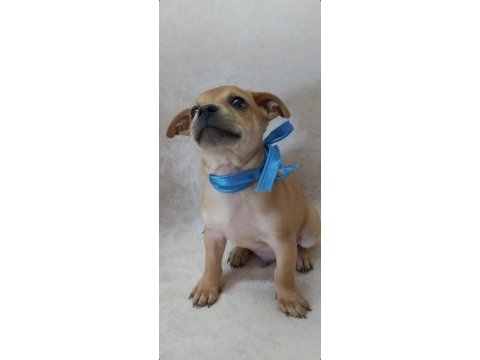 Pinscher yavruları