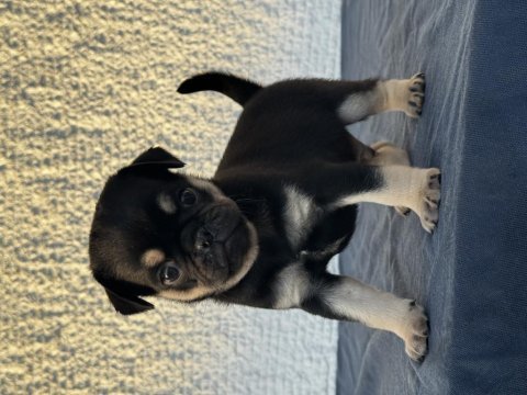 Black tan pug mops