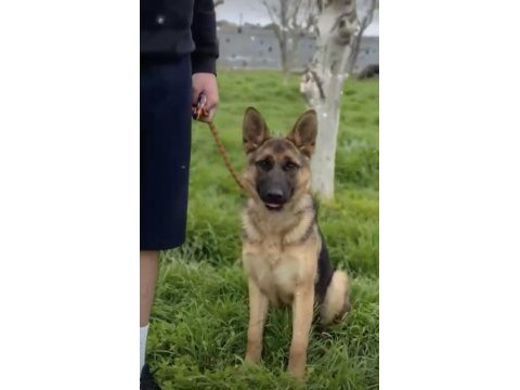 Eğitimli şahsi köpeğim
