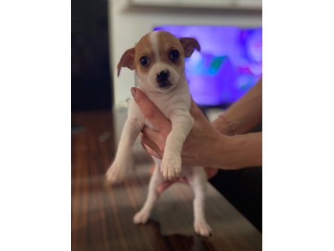 Sahiplendirme chihuahua yavrular