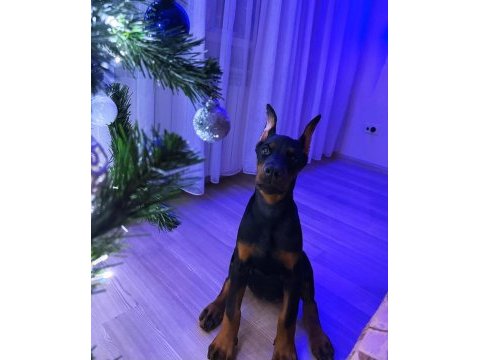 Türkiyenin en güvenilir çiftliğinden doberman