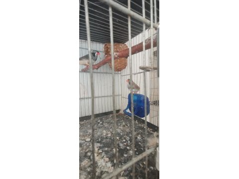 Zebra ispinozu hint bülbülü