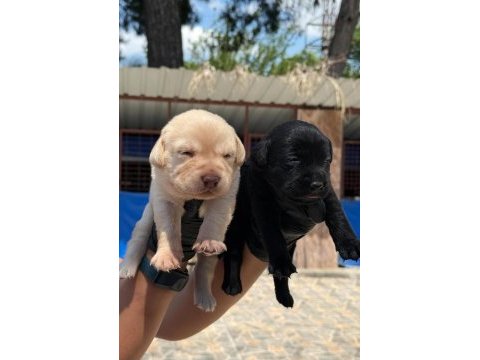 Labrador siyah renk bebekler hazır