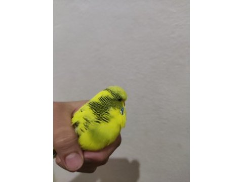 Tek erkek jumbo muhabbet kuşu