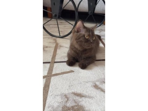 Kehribar gözlü çikolata british shorthair