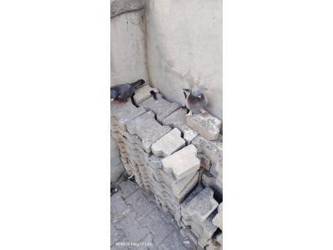 Damızlık oyunlu kuşlar