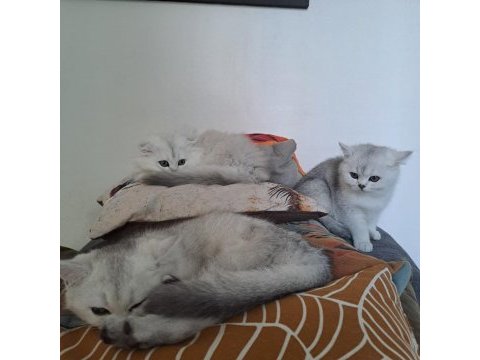 Scottish fold british straight